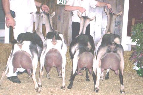 2008 Dairy Herd 1-4 Antoinette, GCH Maire, Primadonna, GCH Abbey Road