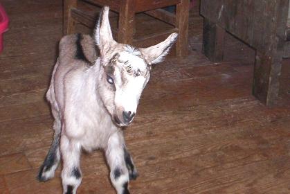 American Alpine Goat Eva's doe kid