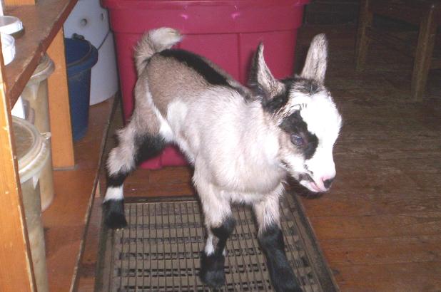 American Alpine Goat Eva's doe kid