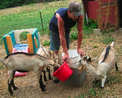 Feeding Milk to American Alpine Goat Kids