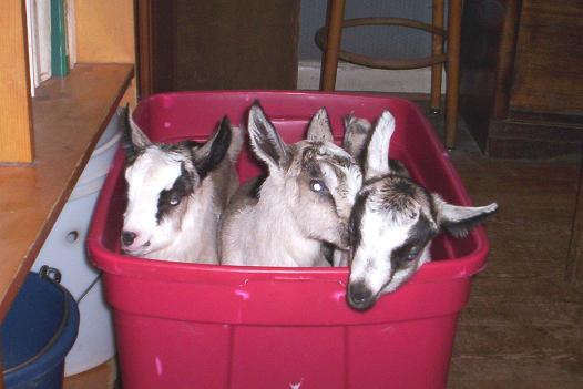 American Alpine 3 sister goat kids