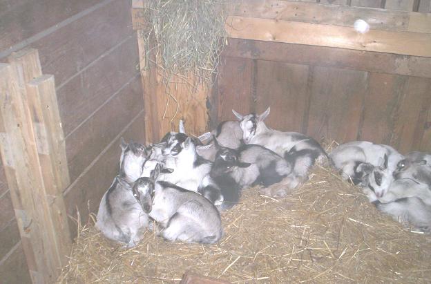 American Alpine Goat Kids sleeping