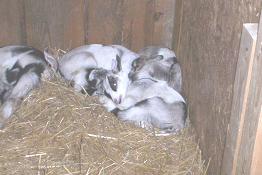 American Alpine Goat Kids sleeping